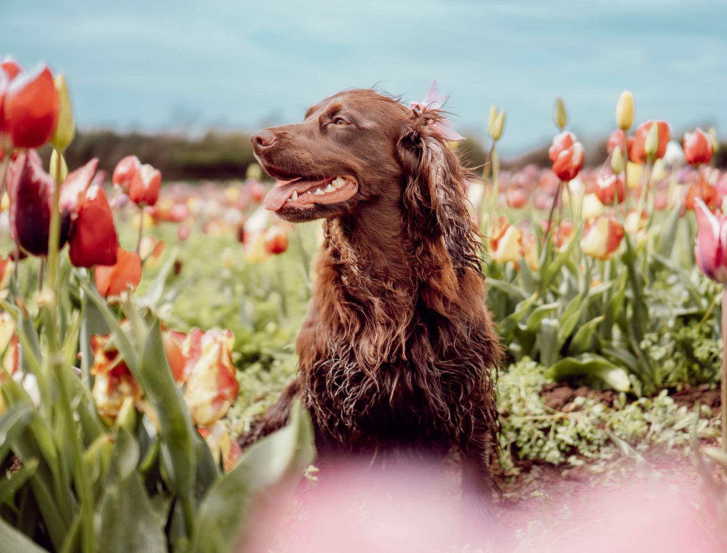 A happy brown Irish Setter dog sits among vibrant pink and red tulips in a spring garden field.