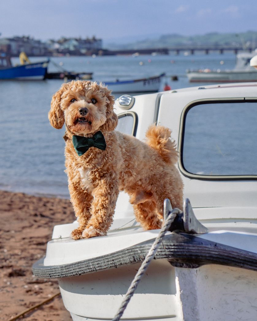 Goldendoodle with bow tie stands proudly on a boat with harbor view in background.