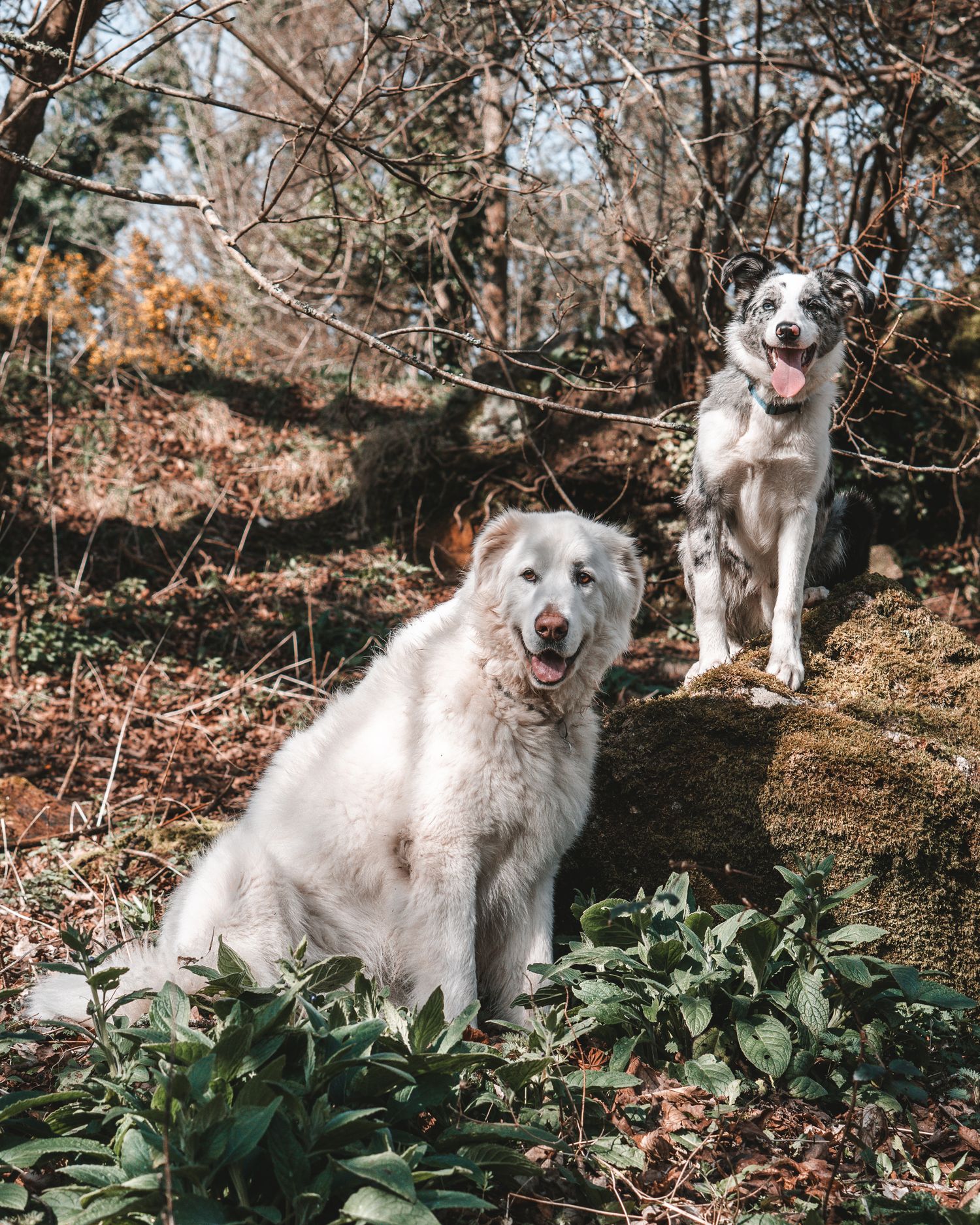 Two white dogs sitting together on fallen leaves in an autumn forest setting.