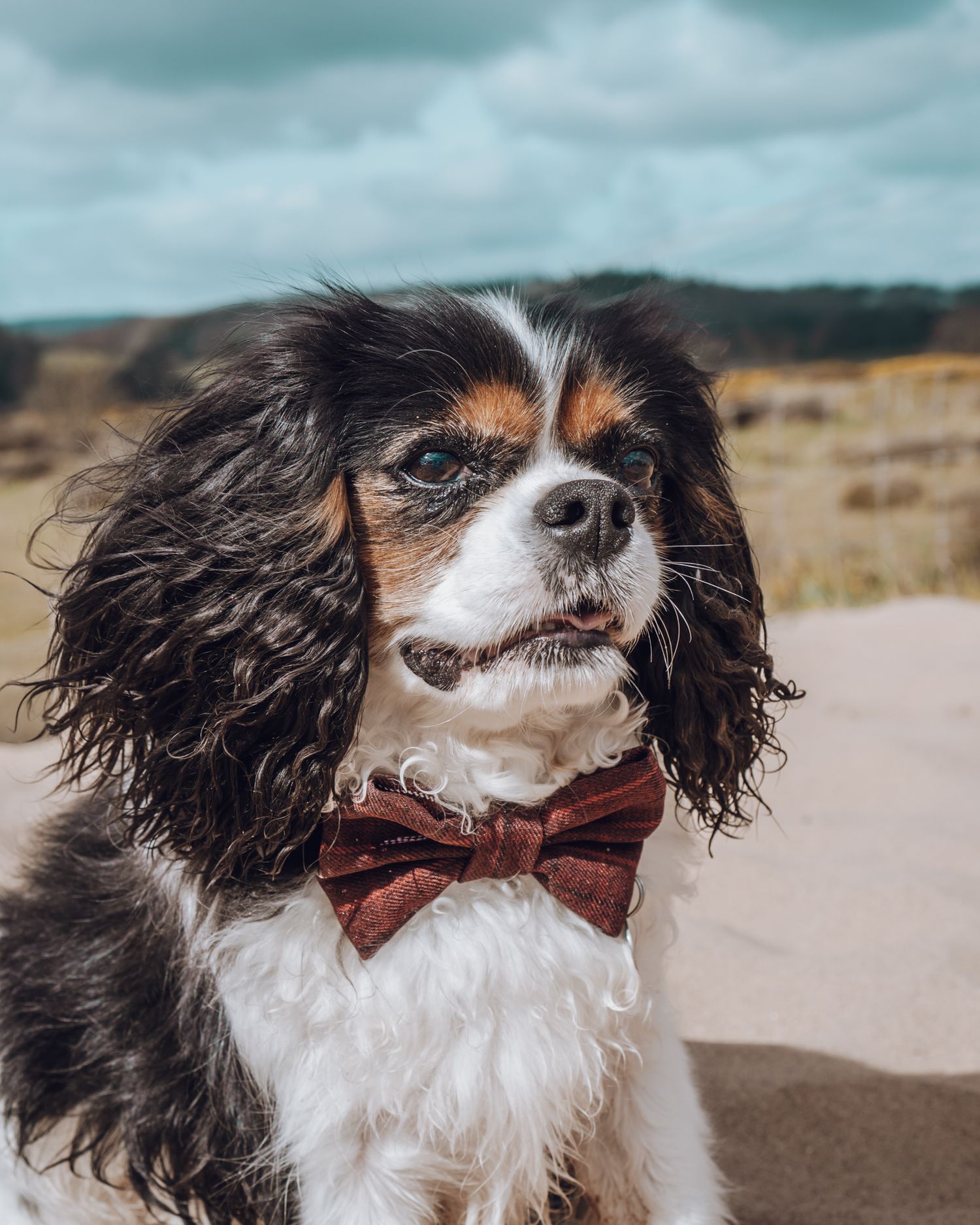 Close-up of Cavalier King Charles Spaniel wearing brown bow tie against sandy background.