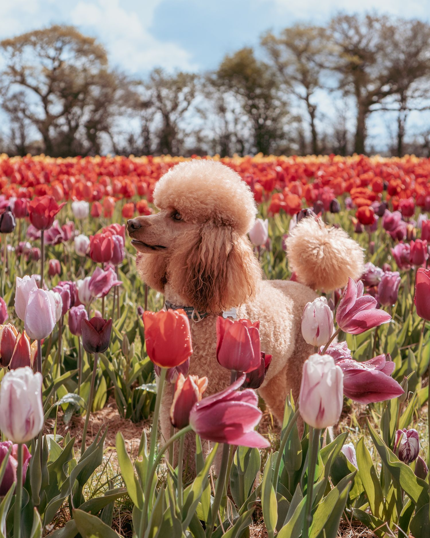 A groomed poodle stands in a vibrant field of pink and red tulips under a spring sky with bare trees in the background.