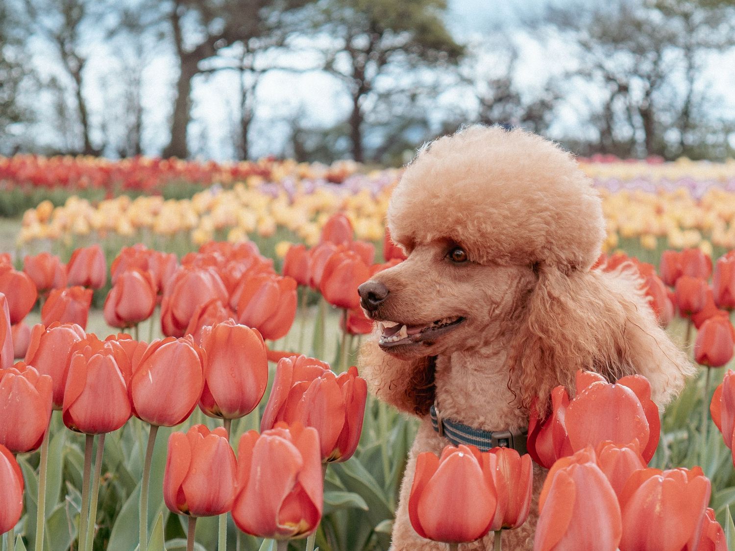A fluffy brown poodle explores colorful orange tulip fields on a spring day.