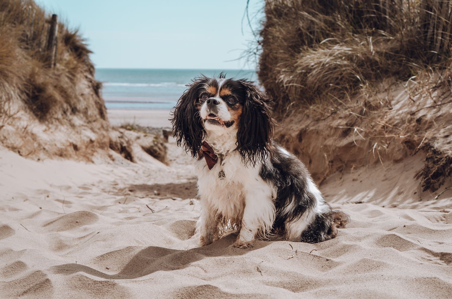 Cavalier King Charles Spaniel sitting between sand dunes at the beach.