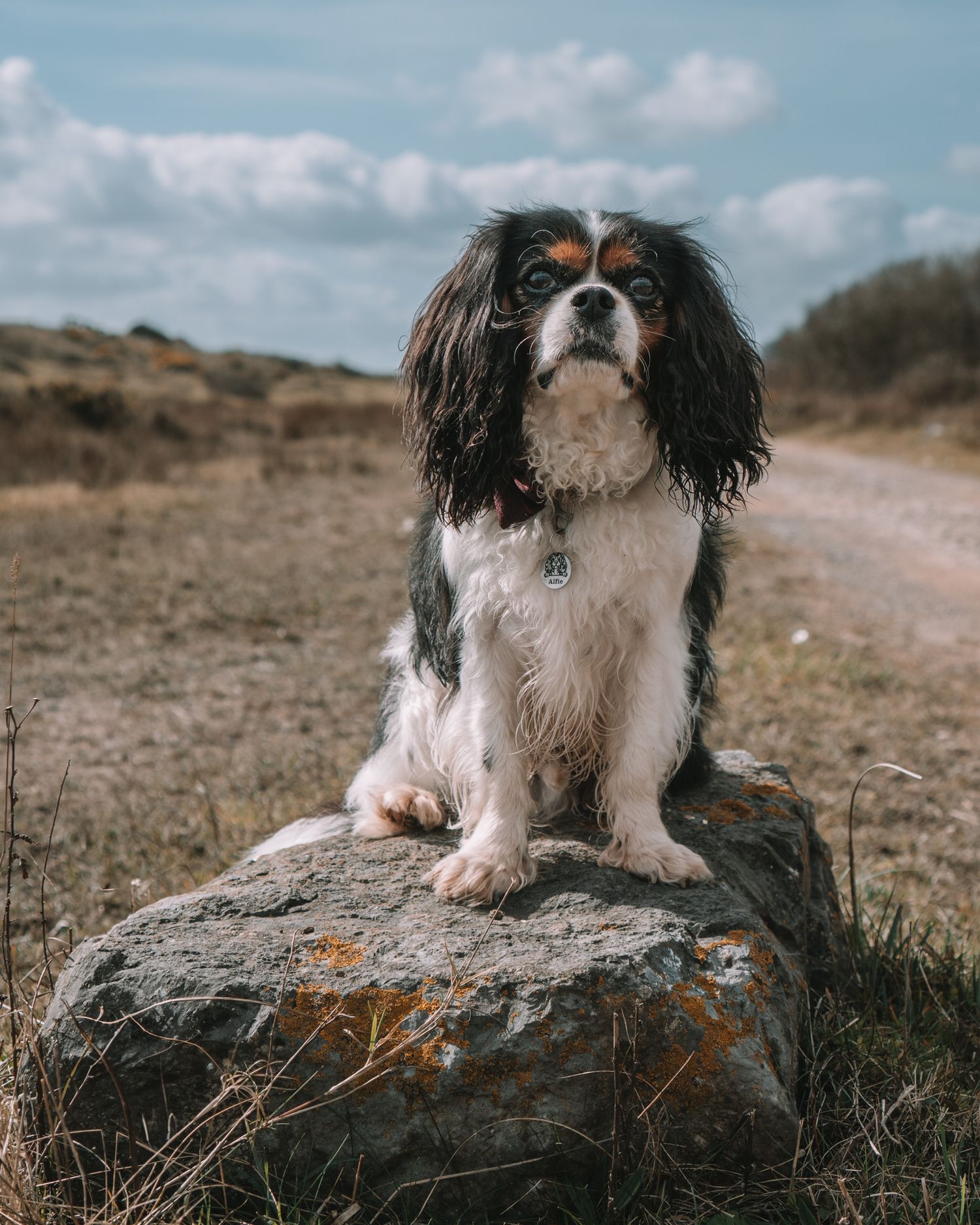 A Cavalier King Charles Spaniel sitting regally on a rock in a rugged landscape.