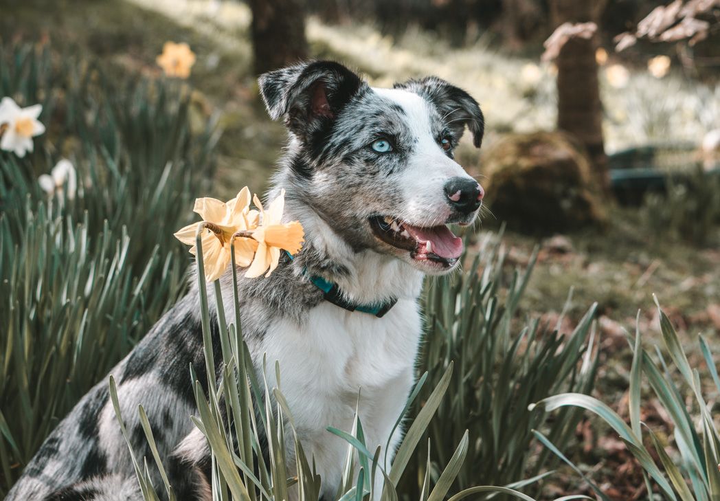 Australian shepherd dog poses with yellow daffodils in a spring garden setting.