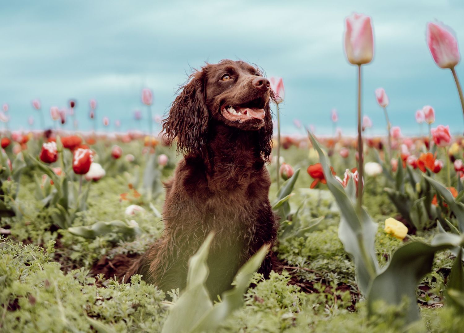 Happy brown spaniel dog sits in colorful tulip flower field on sunny spring day.