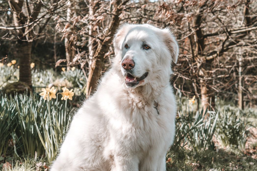A happy white Great Pyrenees dog sitting outdoors in a garden with daffodils and trees in the background.