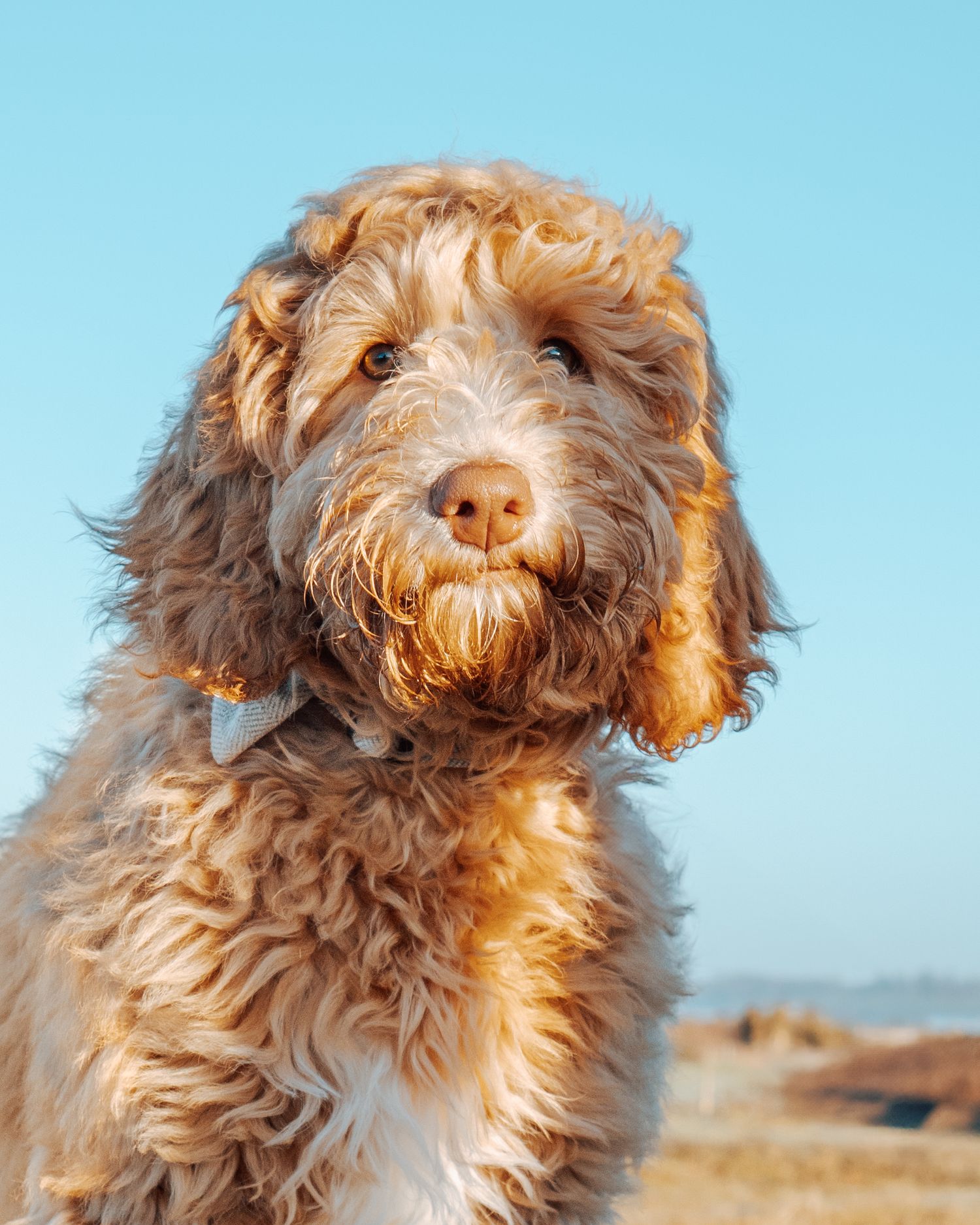 A shaggy brown dog with curly fur stands on a beach at golden hour with sunlit fur glowing in the warm light.