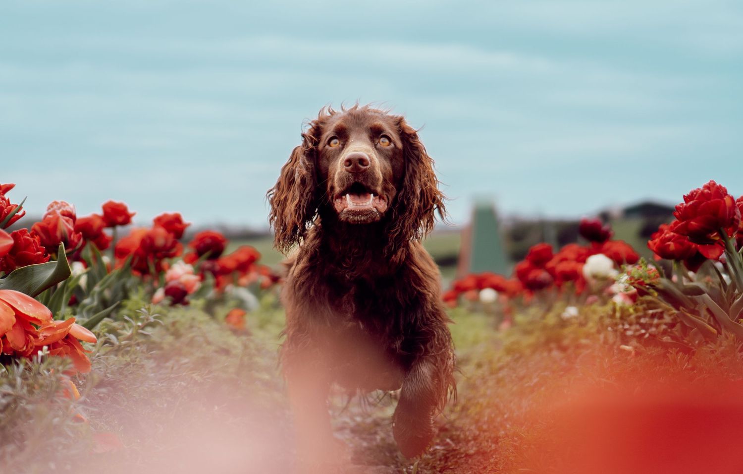 A happy brown dog sits among red flowers in a field against a blue sky background.