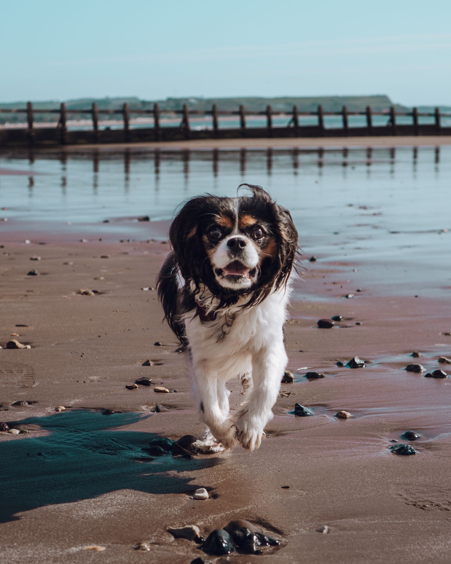 Spaniel dog running along beach with wooden pier in background.