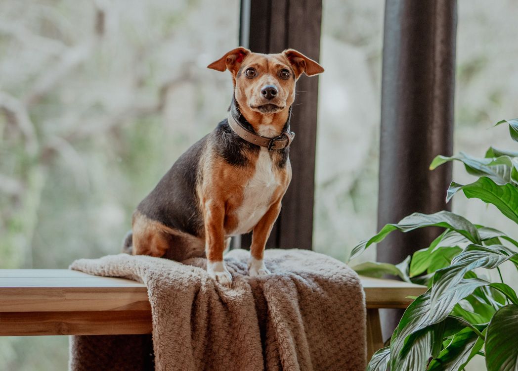 Alert brown mixed breed dog perched on a wooden ledge near houseplants.