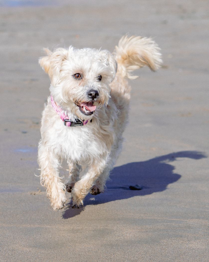 A happy white fluffy dog with a pink collar running on a beach with visible shadow.