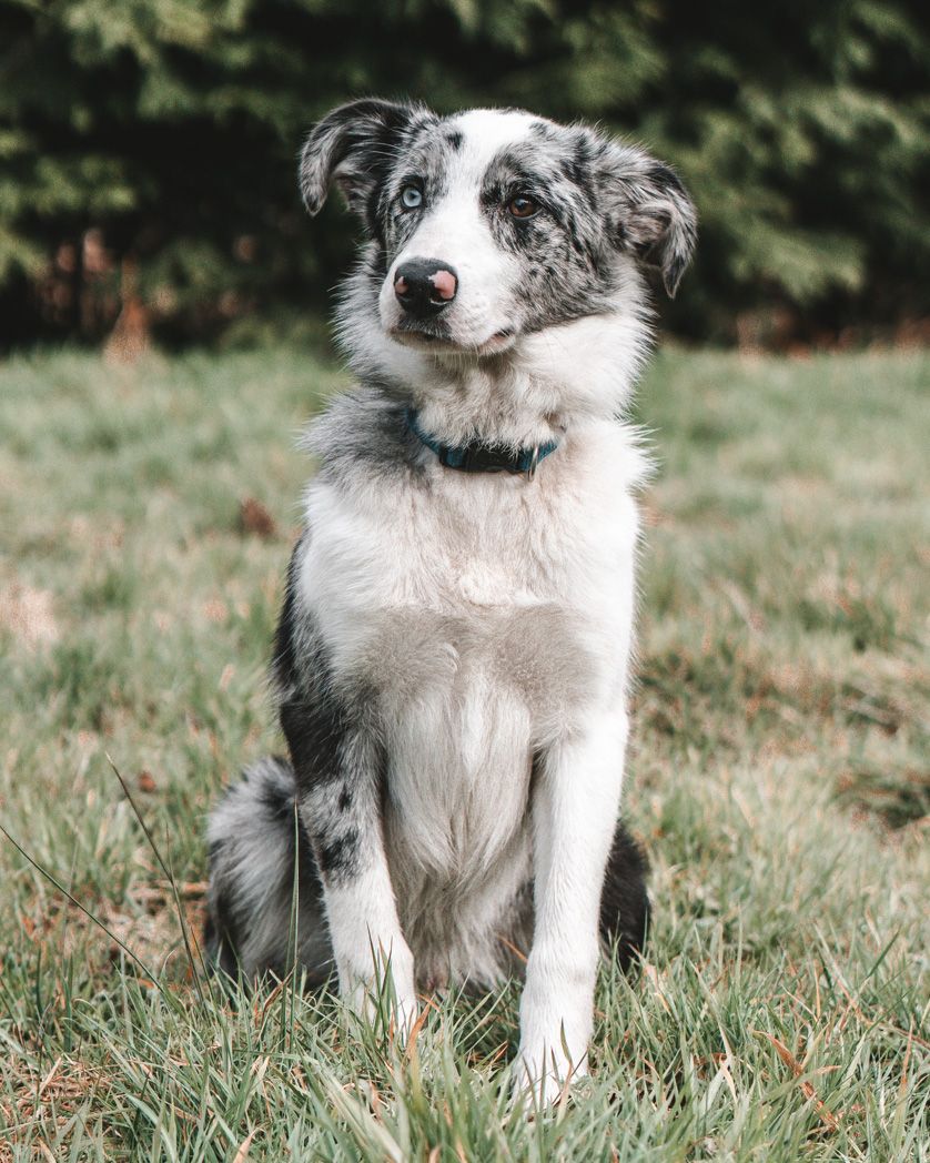 Beautiful border collie with black and white markings sitting in grass looking at camera.