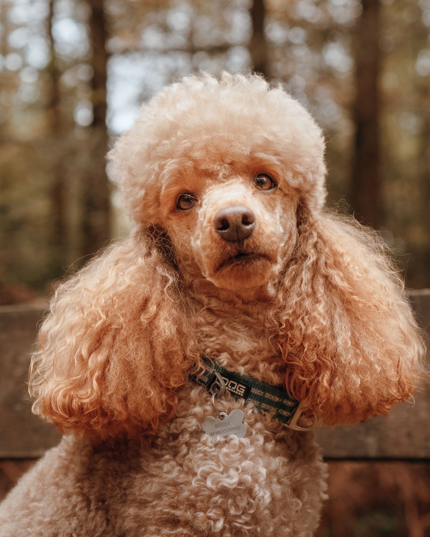 A series of close-up portraits showing a brown toy poodle with curly fur in a natural forest setting.