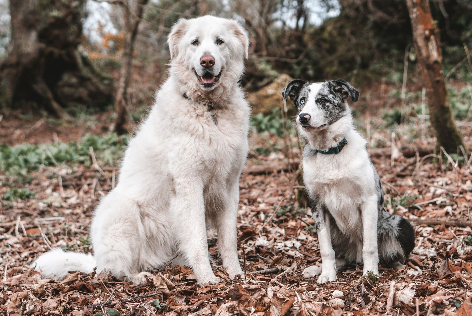 Two friendly dogs, a large fluffy white dog and a smaller black and white dog, sitting together on fallen autumn leaves.