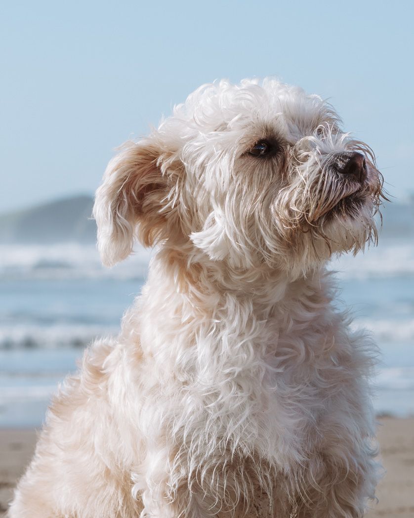 Fluffy white dog with shaggy fur sitting alertly on a beach with blue sky and ocean in the background.