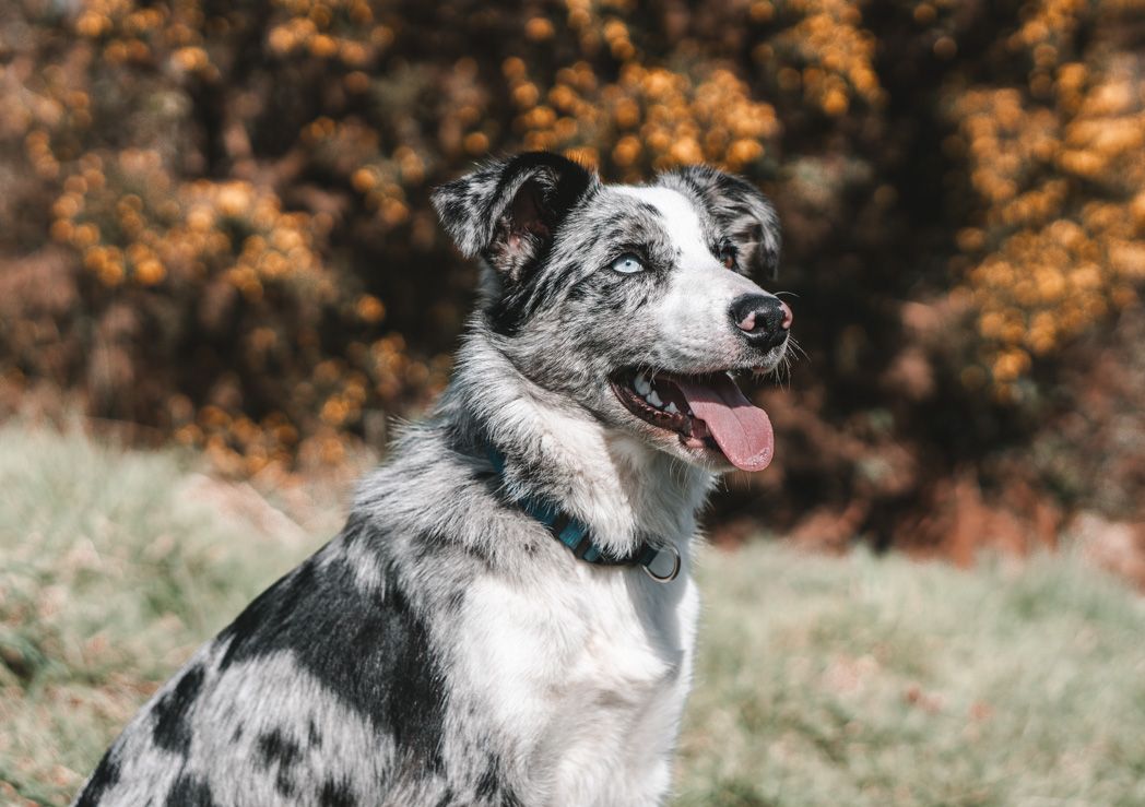 Spotted border collie with happy expression against warm autumn background.