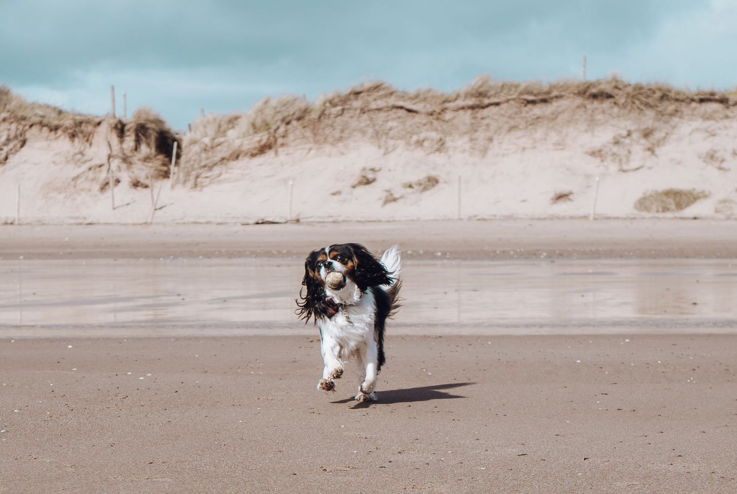 Spaniel dog running joyfully across a sandy beach with sand dunes in the background.