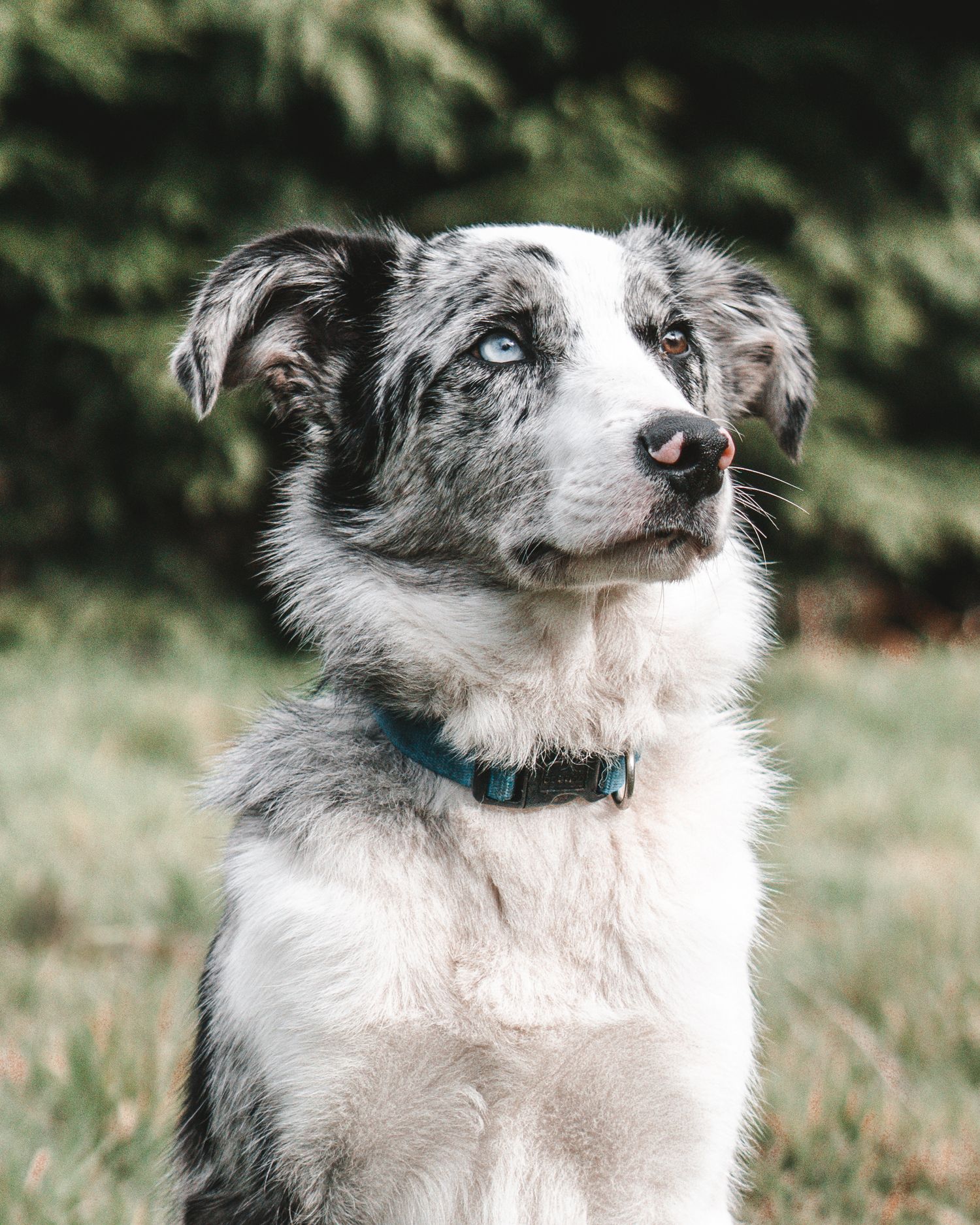 Majestic border collie with merle coat and blue collar poses in green outdoor setting.