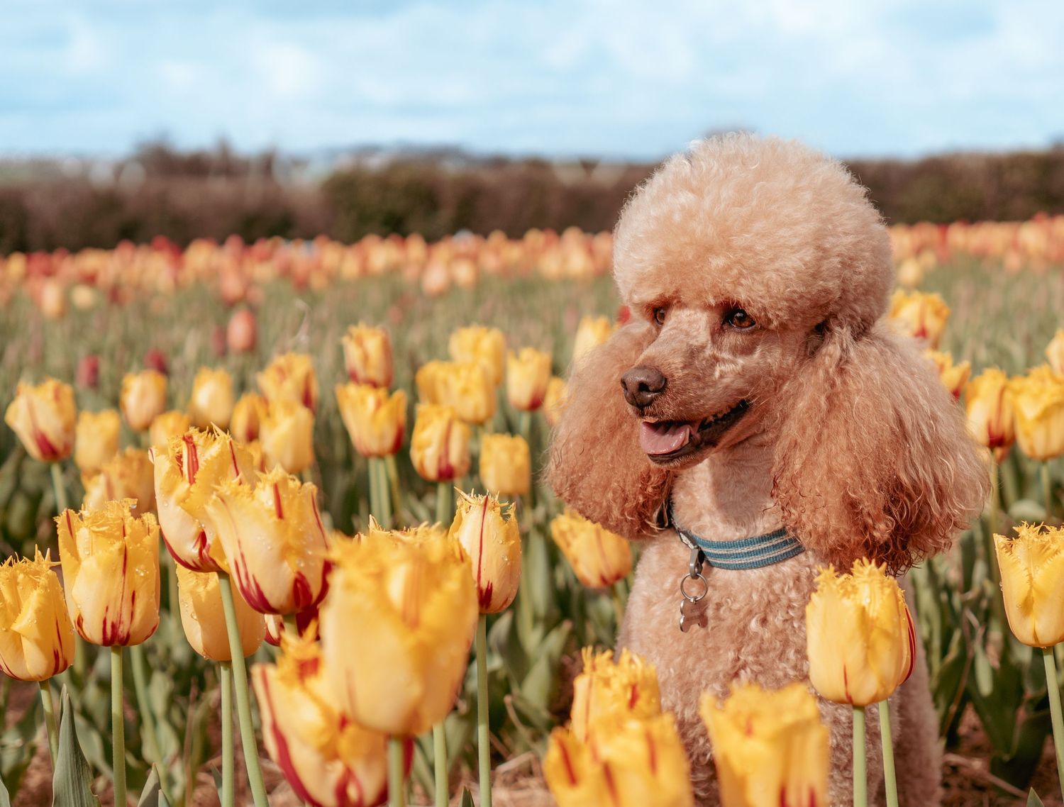 A brown poodle wearing a collar sits among blooming yellow tulips in a spring garden field.