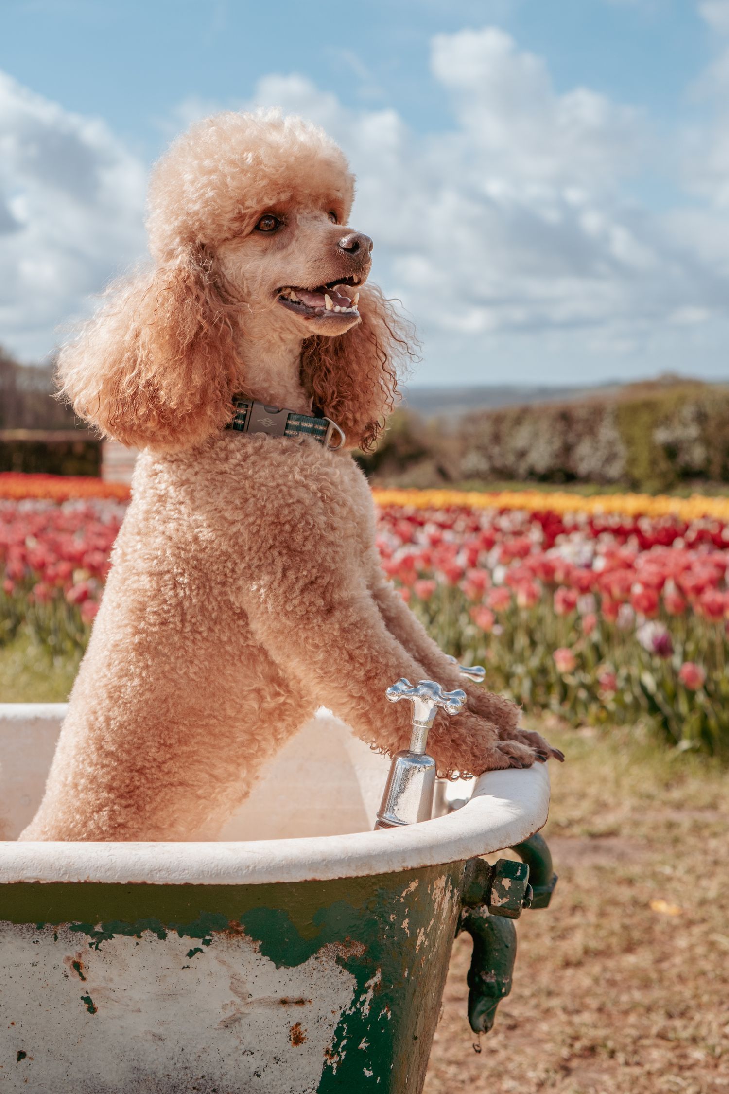 Apricot poodle standing in vintage wheelbarrow against blooming tulip field on sunny day with blue skies and clouds.