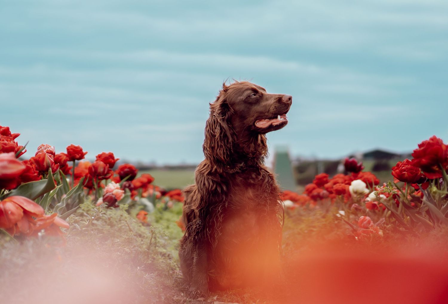 A brown dog sits in a vibrant red poppy field against a soft blue sky on a sunny day.