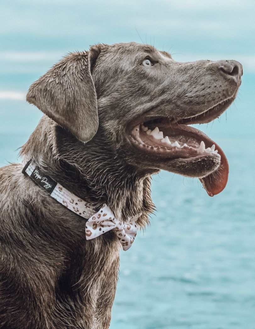 Close-up portrait of a chocolate lab wearing a patterned bowtie against blue water.