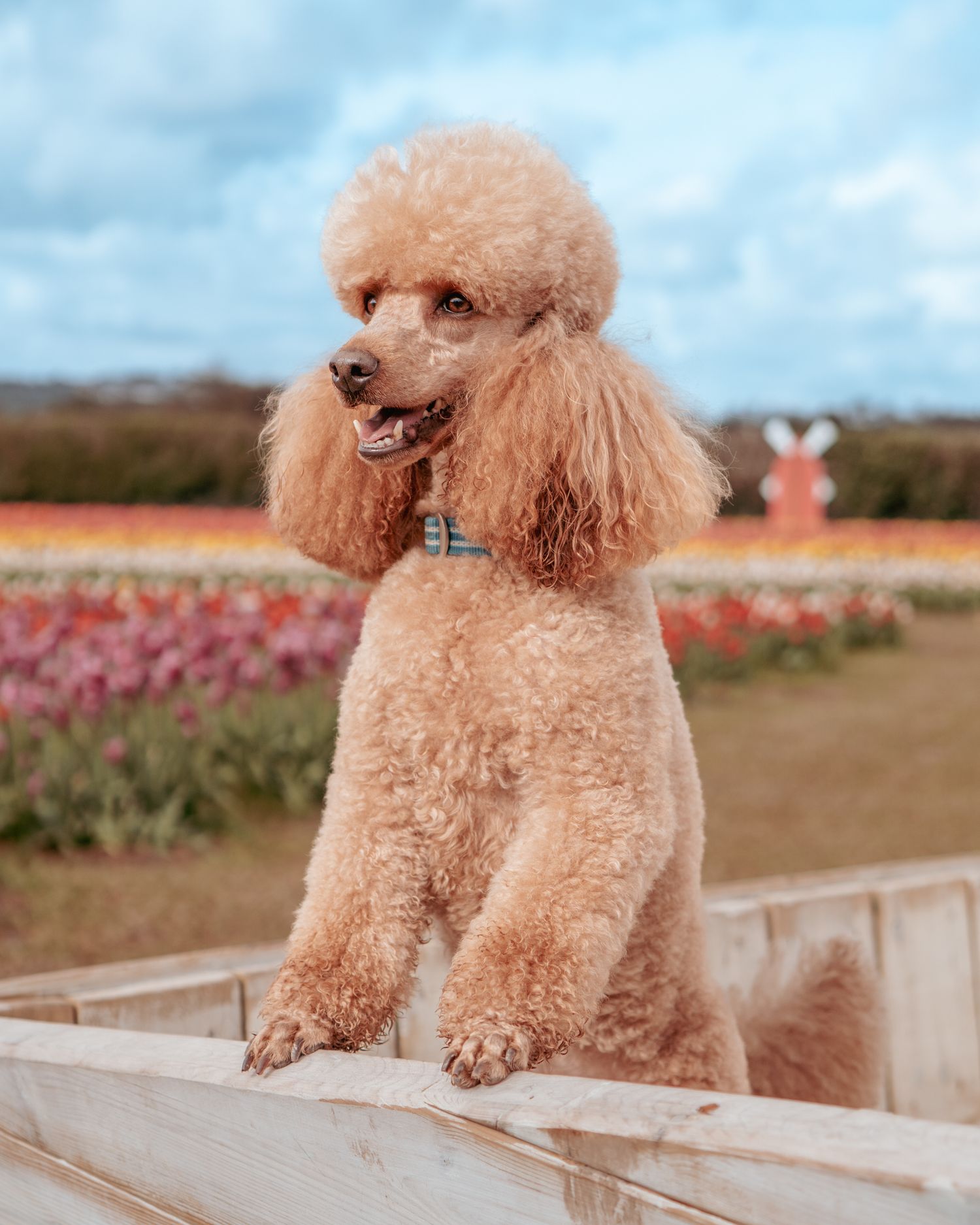 A fluffy apricot poodle stands on a wooden fence with colorful flower fields and a pink bunny statue in the background.