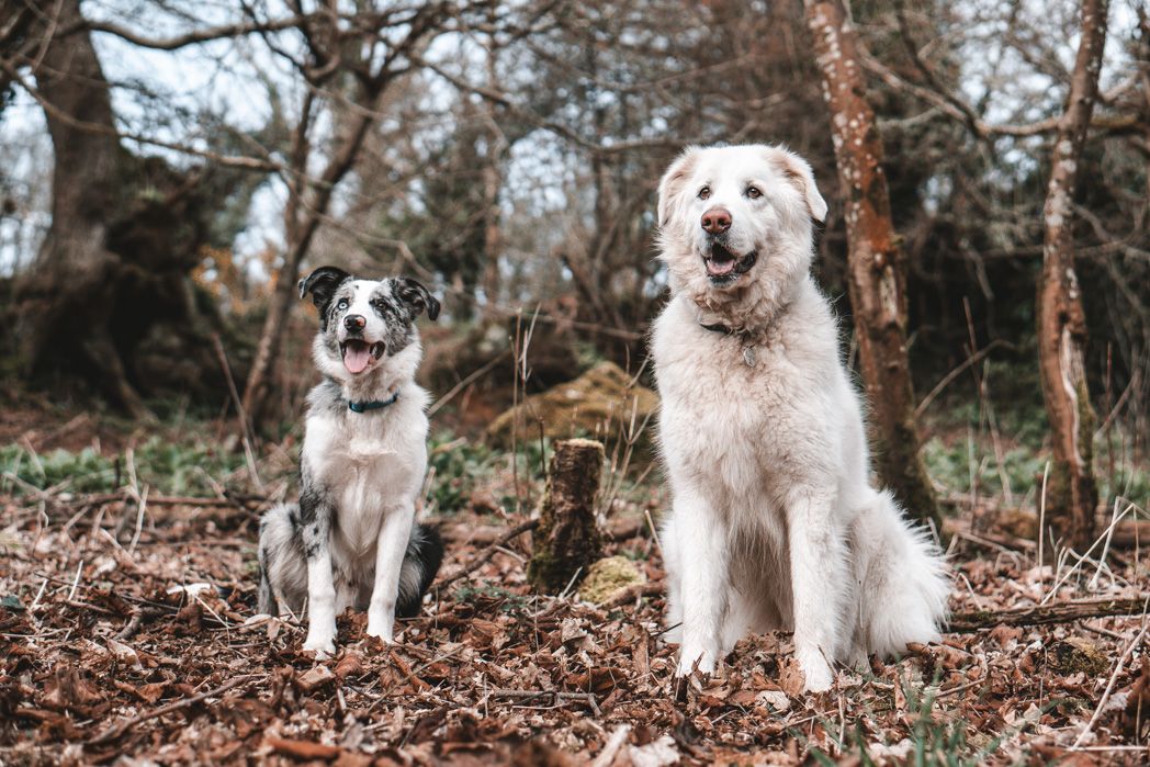 Two large fluffy dogs sitting together on fallen leaves in an autumn forest.