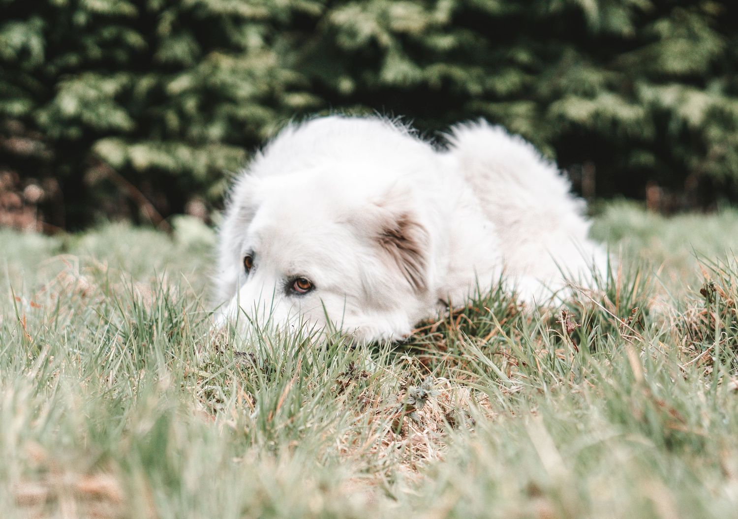 White fluffy dog lying in grass with evergreen trees in background.