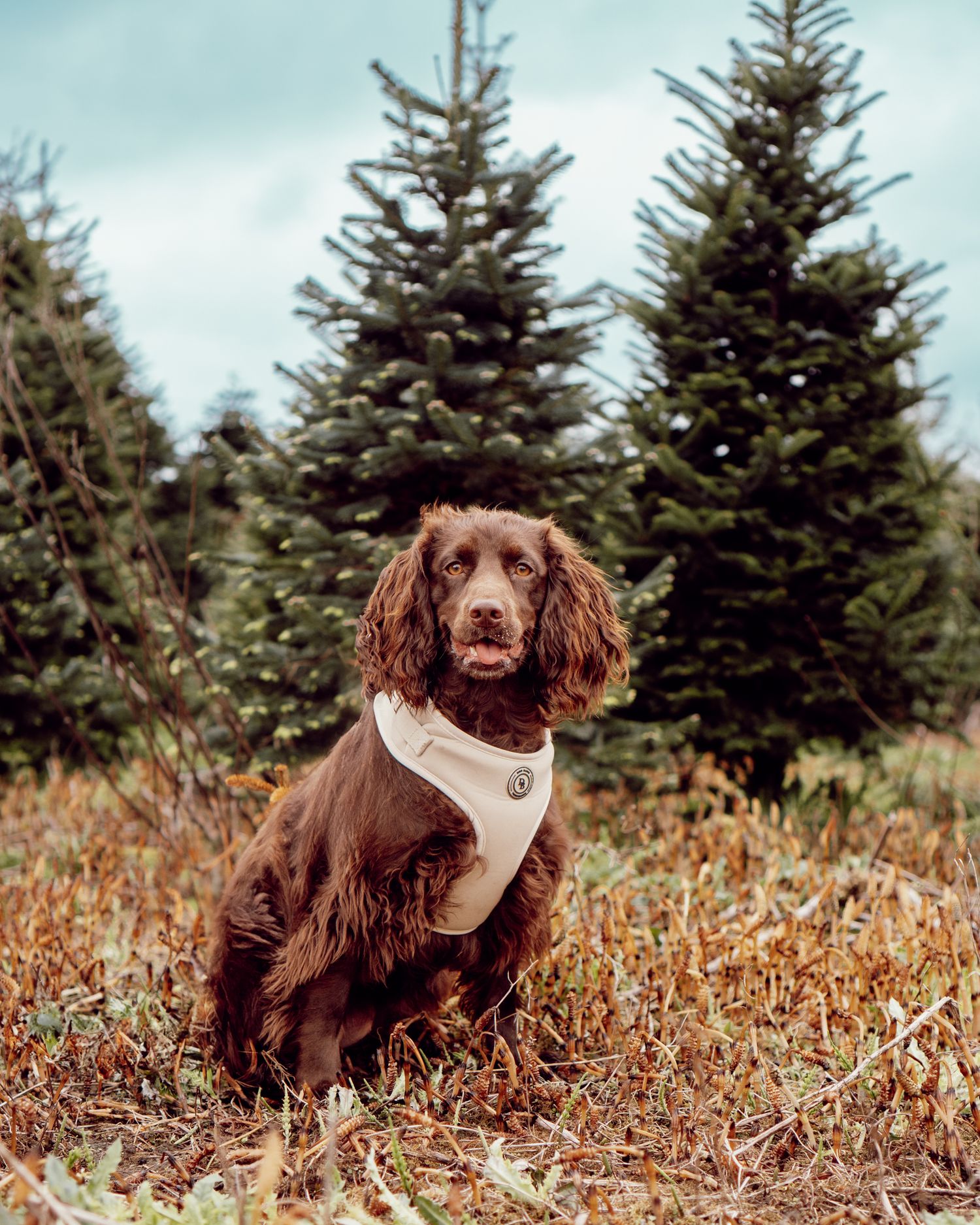A brown Spaniel dog wearing a white harness sits in front of tall evergreen trees on a cool autumn day.