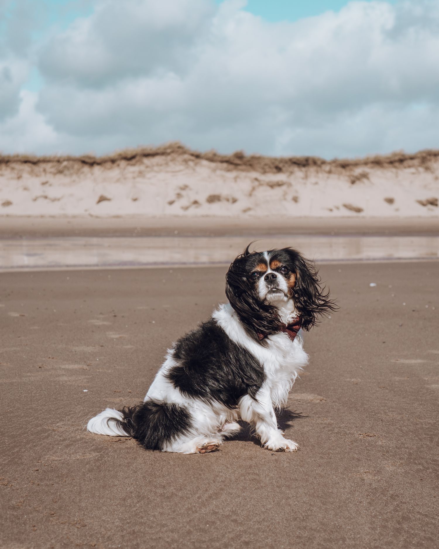 Black and white Cavalier King Charles Spaniel sitting on sandy beach under cloudy sky.