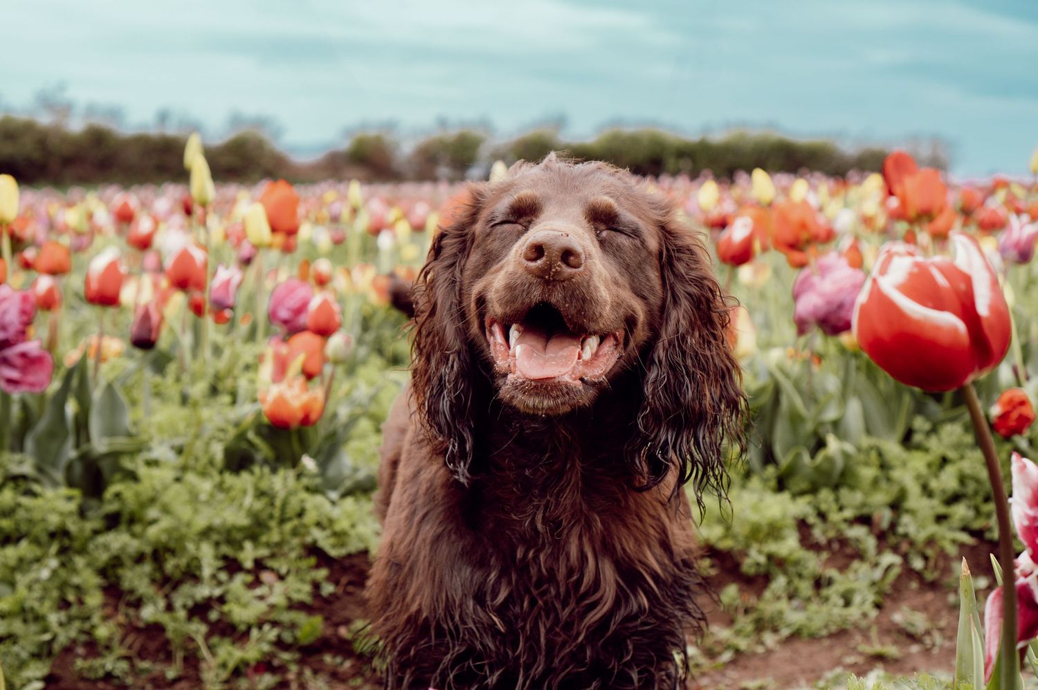 Happy brown spaniel dog with tongue out sits among colorful blooming tulip flowers in spring garden field.