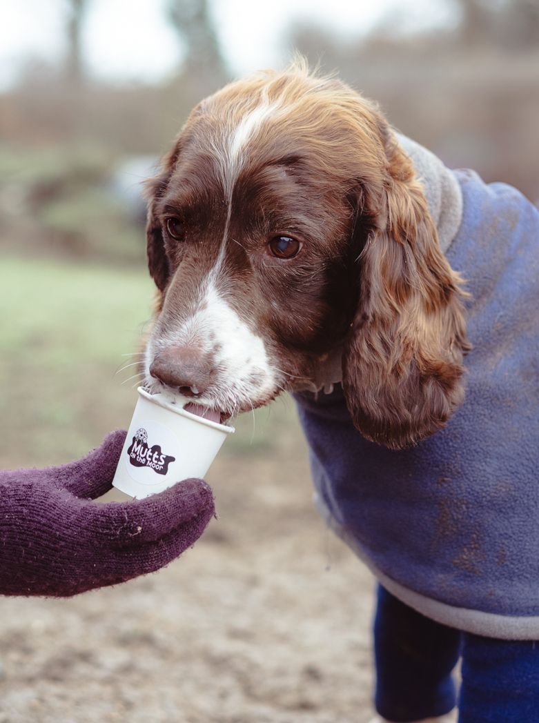 Brown and white spaniel dog sniffing a small white branded cup outdoors.