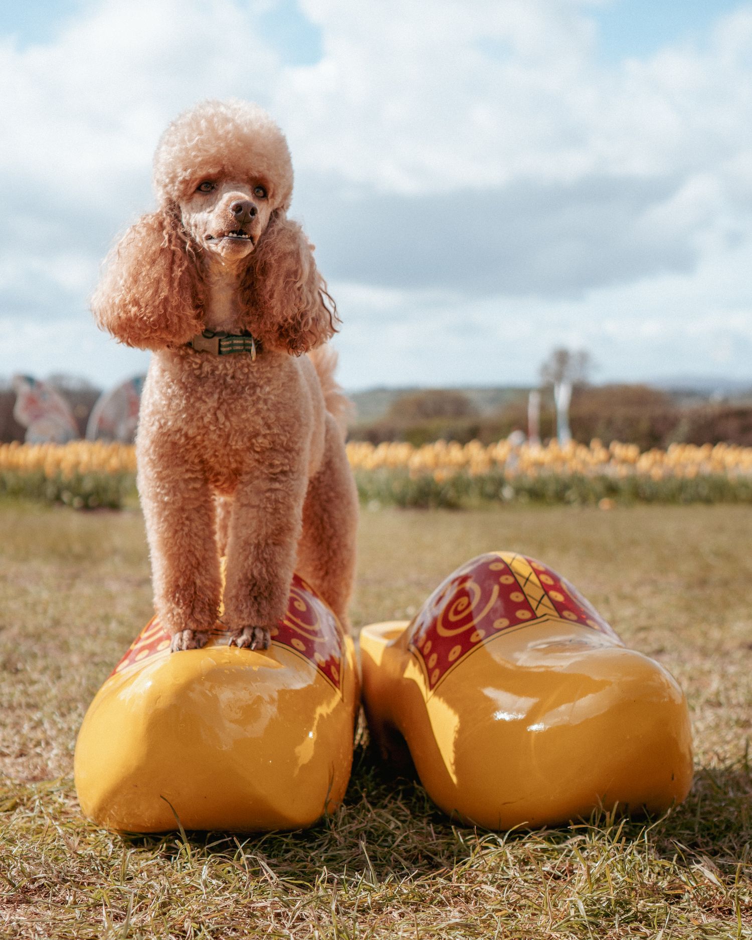 Miniature poodle with reddish-brown fur stands confidently atop traditional yellow Dutch wooden clogs in a grassy field.