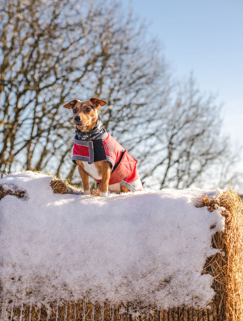 Small dog wearing a red coat poses confidently on a snowy bank with bare trees in the background.