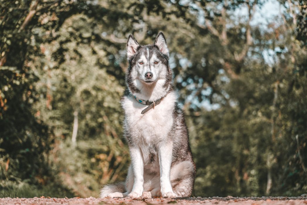 Majestic Siberian Husky with piercing blue eyes sits alertly on trail in autumn forest setting.