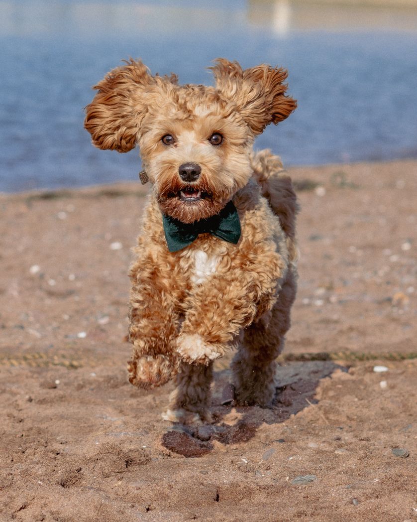Curly-haired dog with bow tie running happily along the beach.