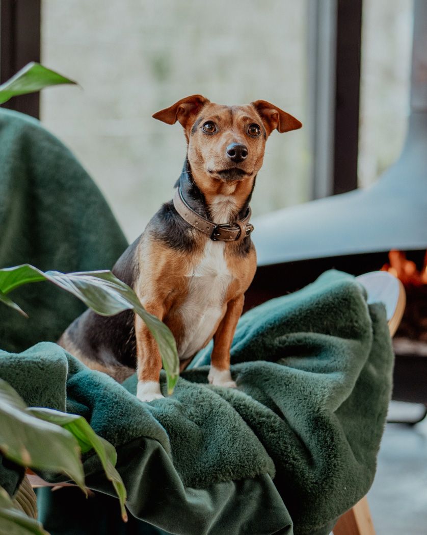 Small brown and black mixed breed dog sitting attentively on a green blanket near a window.