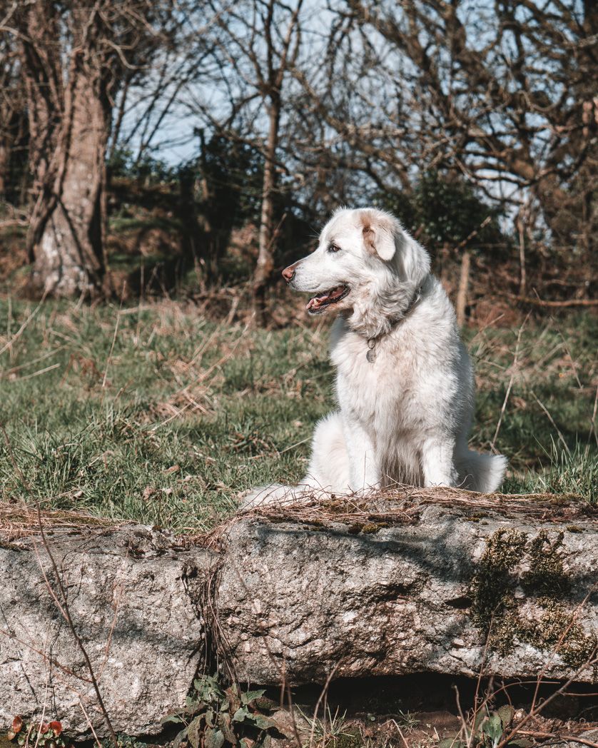 Large white dog sitting regally on fallen log in natural woodland setting.