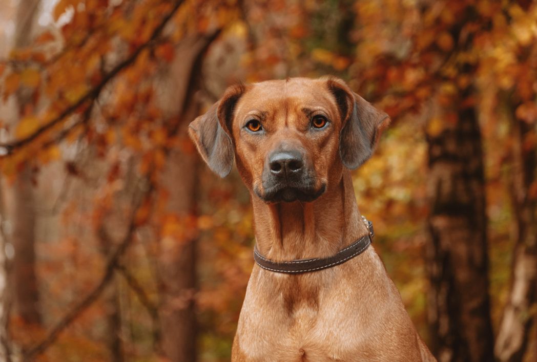 Brown hunting dog with leather collar stands alert against fall colored trees.