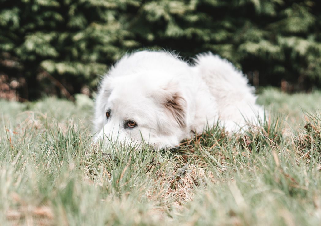 Adorable white puppy lying in green grass with soft focus background.