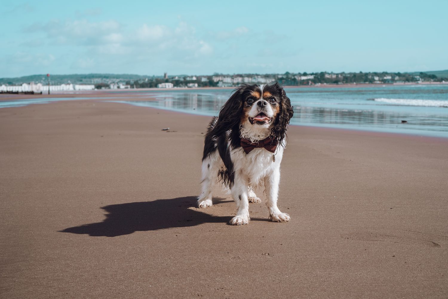 Black and white Cavalier King Charles Spaniel standing on empty beach with ocean view.