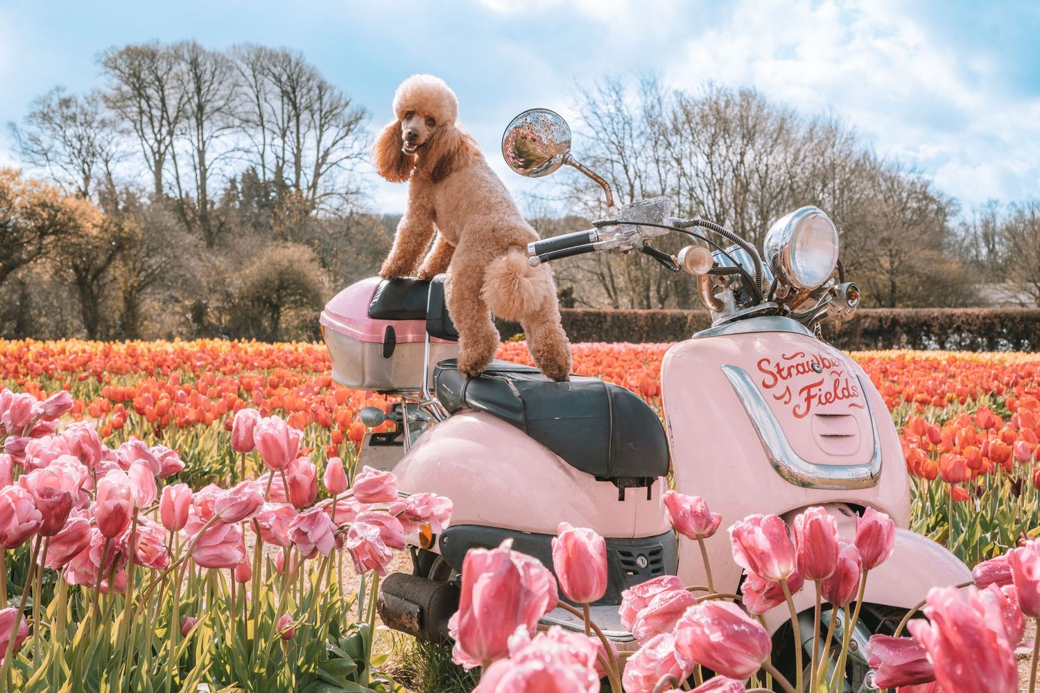 A poodle poses on a pink Vespa scooter surrounded by colorful tulips in a spring garden.