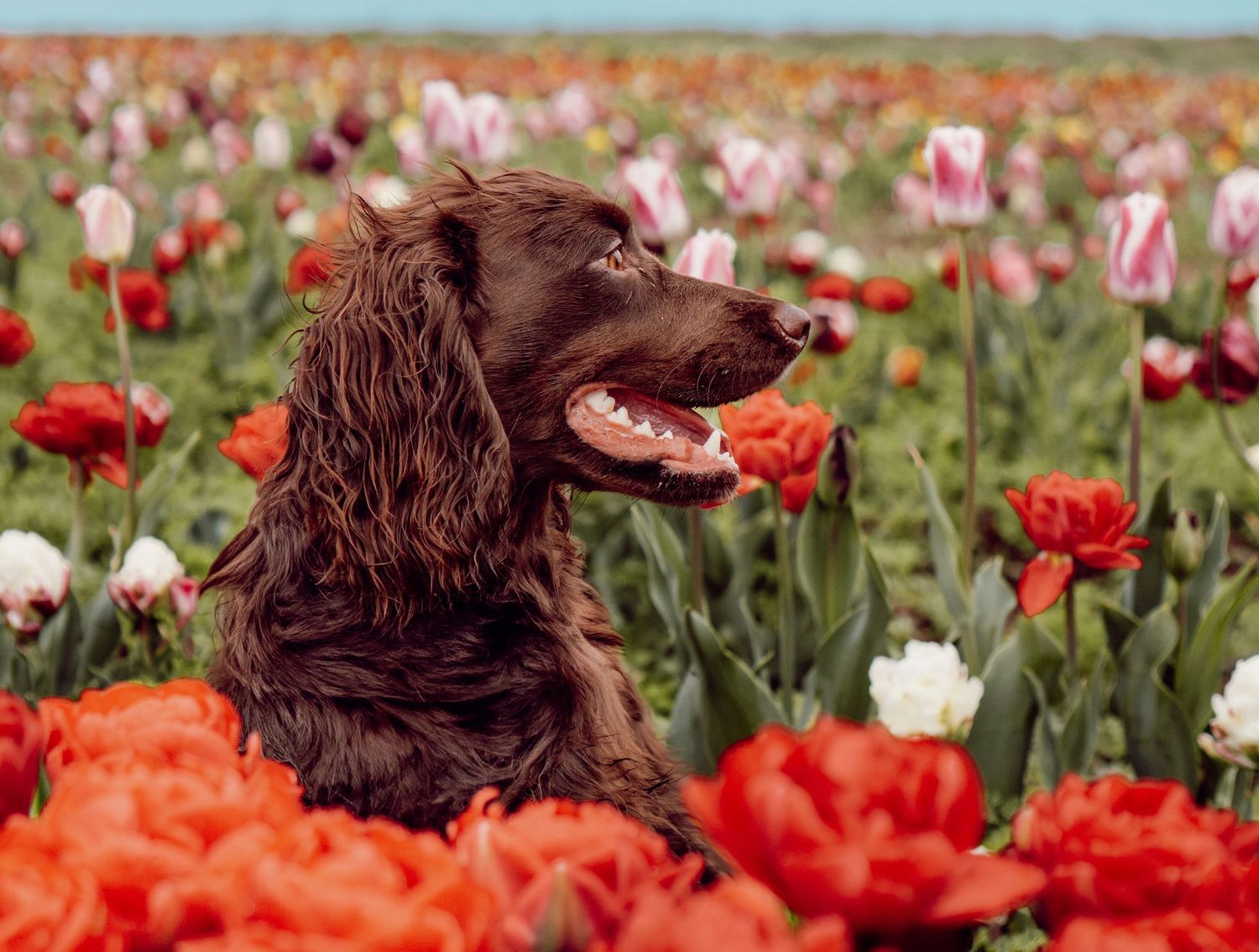 Brown cocker spaniel sits among vibrant red and pink tulips in a spring flower field.