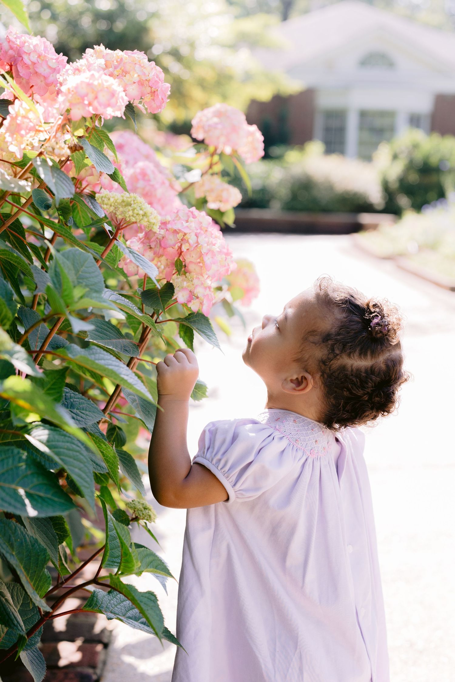 A series of photos showing someone smelling pink flowering hydrangea bushes in a sunny garden.