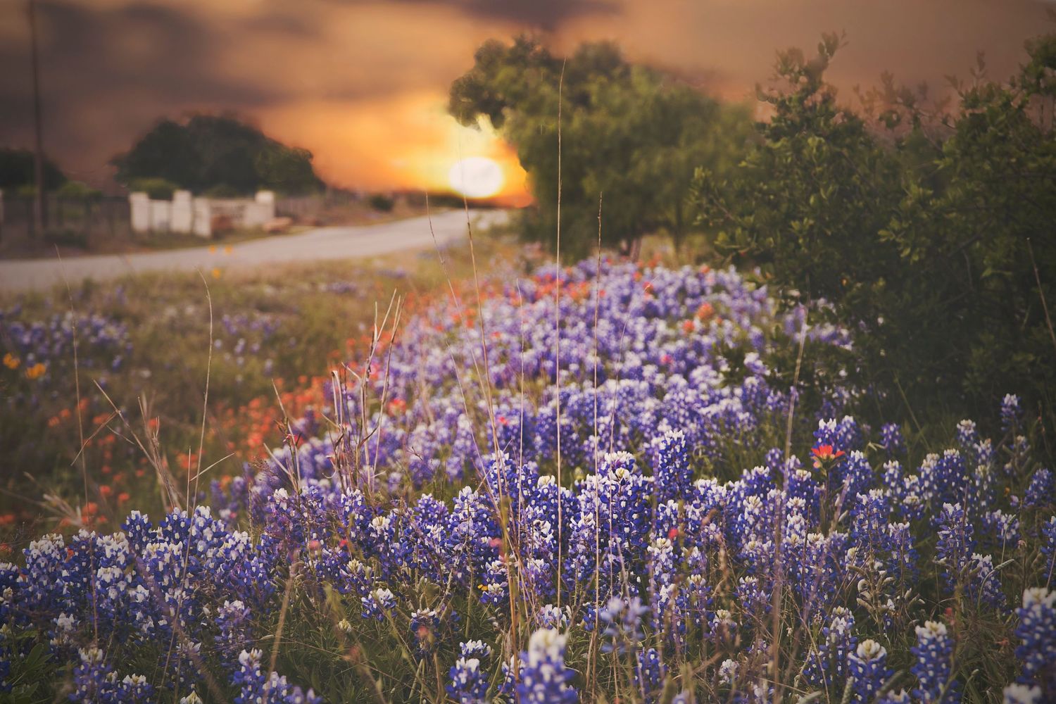 Christi Lawrence Photography Published Bluebonnet Image in Kingsland, TX