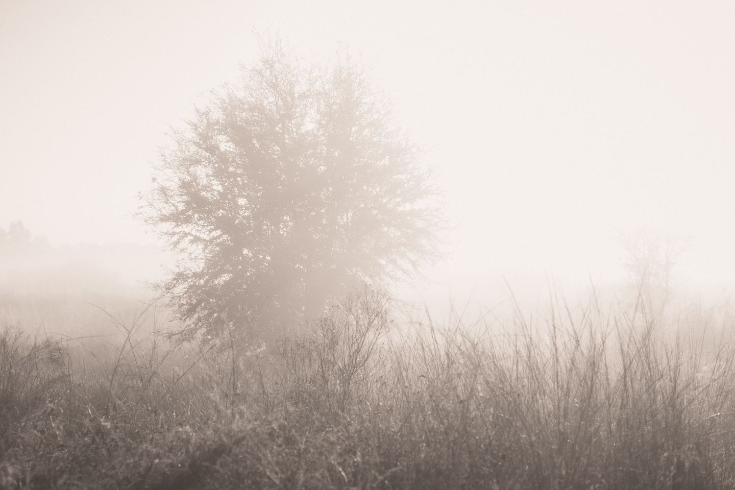 Panoramic view of misty trees and fields on a foggy morning creating an ethereal landscape.