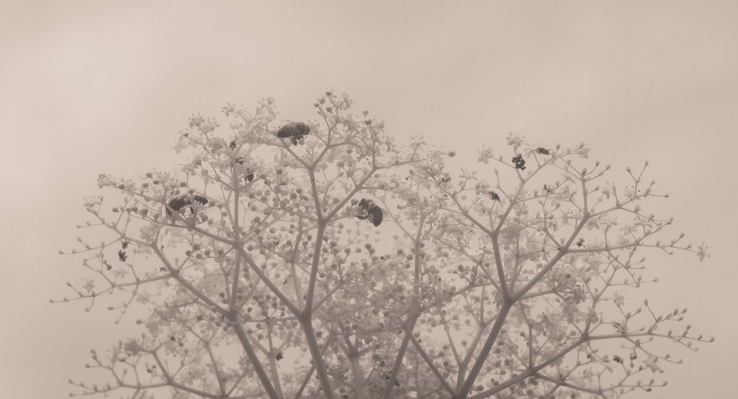 Delicate bare tree branches with small buds against a soft, misty gray sky in a serene winter scene.