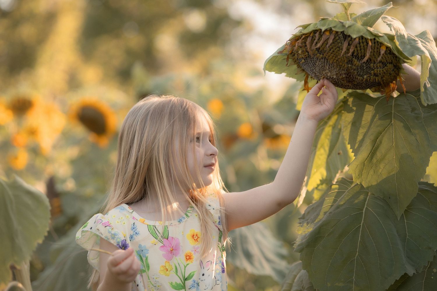 Young girl in floral dress reaching up to touch a large sunflower in a golden sunflower field.